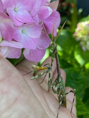 Empusa binotata