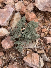 Cymopterus minimus