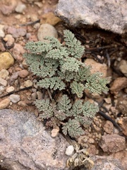 Cymopterus minimus