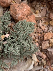 Cymopterus minimus