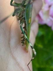 Empusa binotata