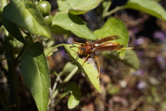 Polistes canadensis