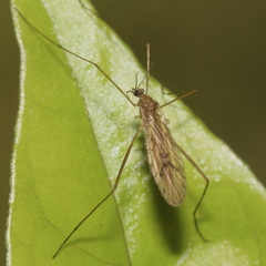 Amphineurus insulsus