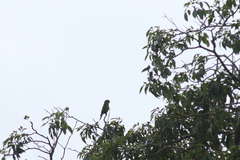 Eupsittula nana