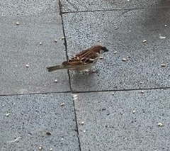 Passer domesticus