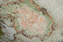 Arthoniomycetes
