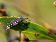Rhinotia