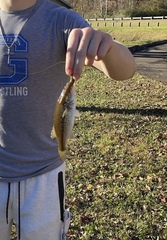 Micropterus punctulatus