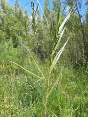 Phragmites karka