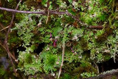 Cladonia peziziformis