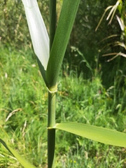 Phragmites karka
