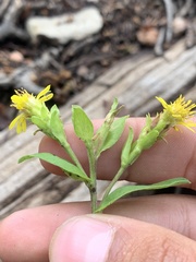 Oreochrysum parryi