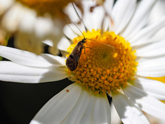 Nemophora topazias