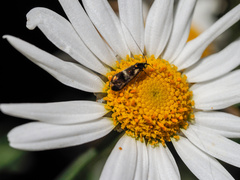 Nemophora topazias