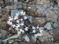 Pedicularideae