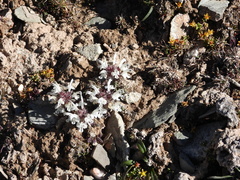 Pedicularideae