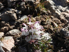 Pedicularideae
