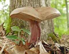 Tylopilus violatinctus