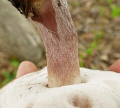Tylopilus violatinctus
