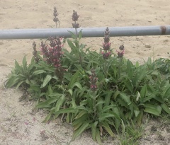 Salvia spathacea