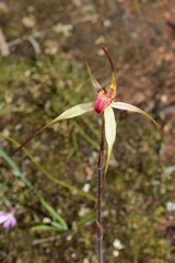 Caladenia fulva