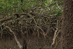 Rhizophora mangle