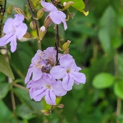 Duranta