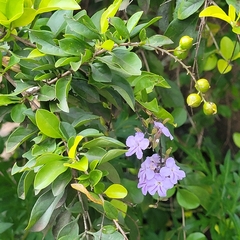 Duranta