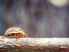 Paropsisterna intacta