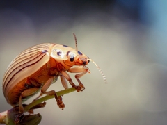 Paropsisterna intacta