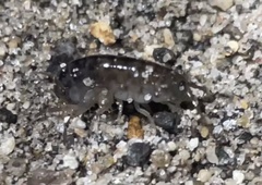 Traskorchestia traskiana