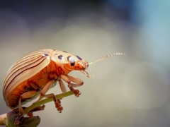 Paropsisterna intacta