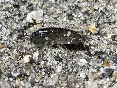 Traskorchestia traskiana