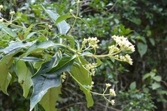 Desmanthodium perfoliatum