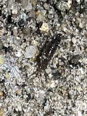 Traskorchestia traskiana