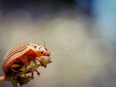 Paropsisterna intacta