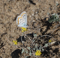 Plebejus argyrognomon