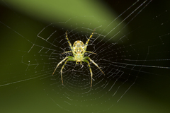 Mangora
