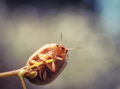 Paropsisterna intacta