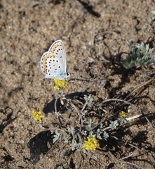 Plebejus argyrognomon