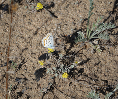 Plebejus argyrognomon