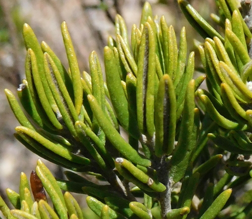 Image of Xiphotheca rosmarinifolia by (c) Charles Stirton, some rights reserved (CC BY-SA)