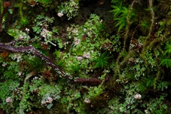 Cladonia peziziformis