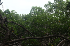 Rhizophora mangle
