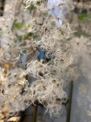 Clematis grata