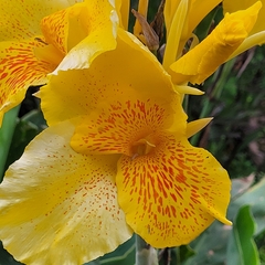 Canna × generalis