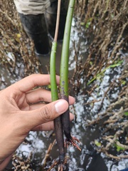 Rhizophora mangle