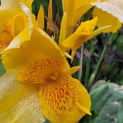 Canna × generalis