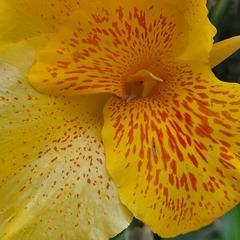 Canna × generalis