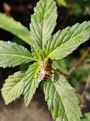Eristalinus arvorum